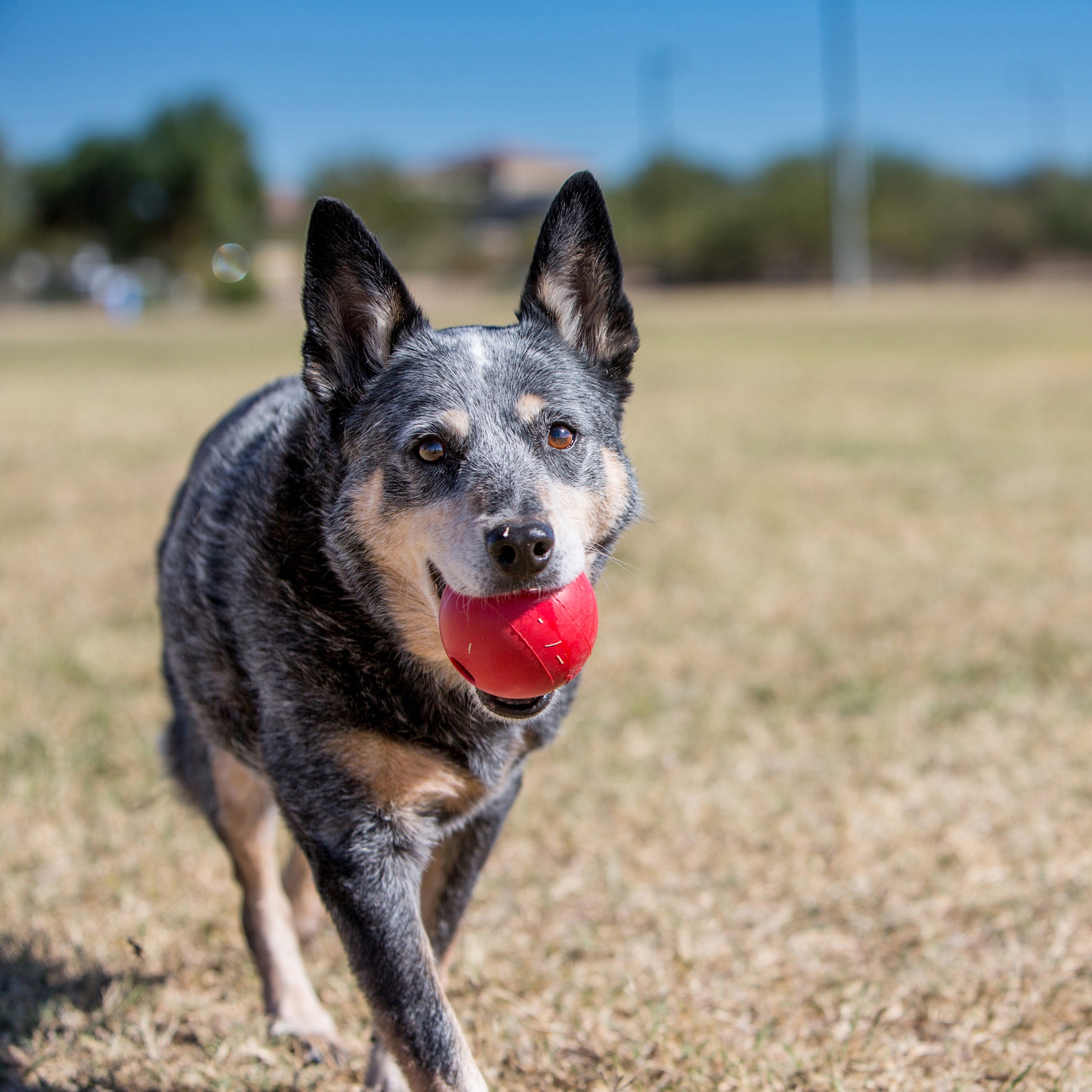 KONG Durable Rubber Ball with Hole Dog Toy Small