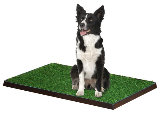 Medium indoor potty patch with green turf and dark border, with dog sitting