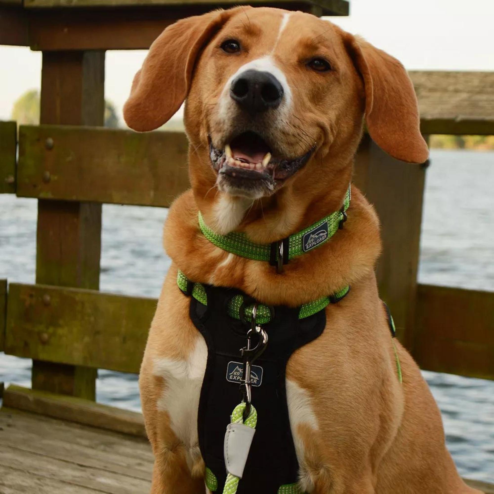 K9 Explorer Brights Reflective Adjustable Dog Collar Desert Extra Small 5/8"x 8"-12" Default Title