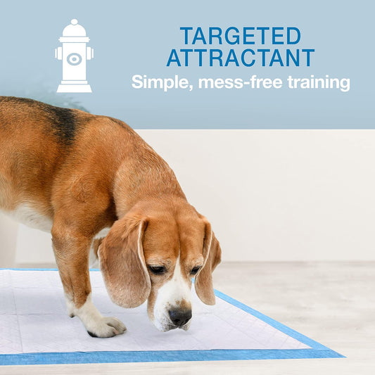 Training pee pads with targeted attractant, shown on floor with dog