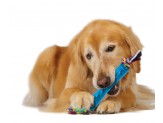 Petstages ORKA Stick Dog Toy One Size