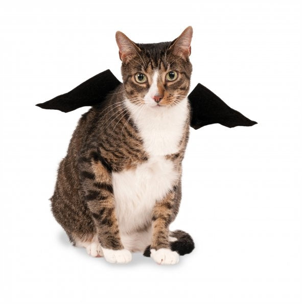 Pet bat wings accessory, black cape-style wings on a cat